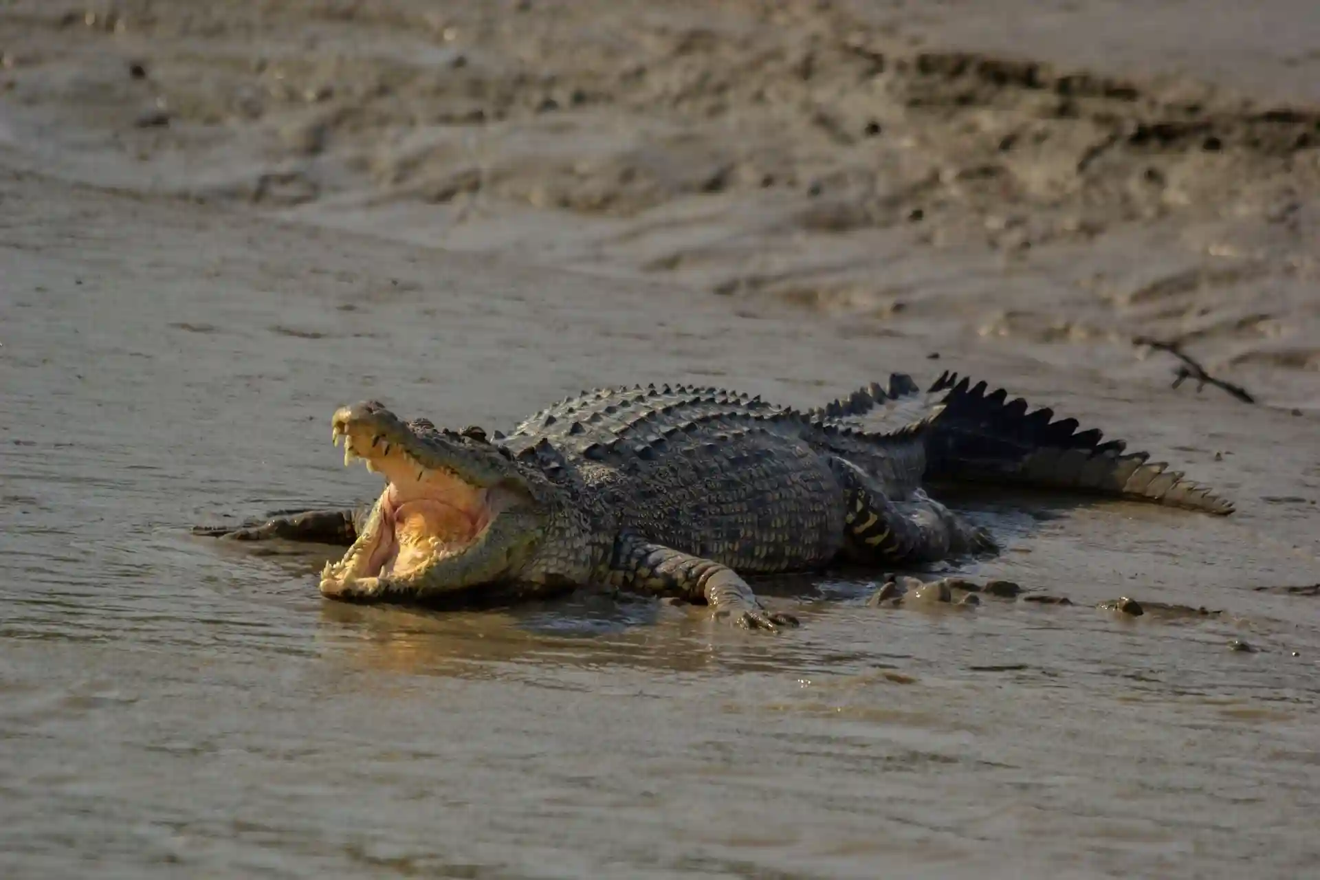 Crocodile spotted during Sundarban hilsa festival boat safari tour