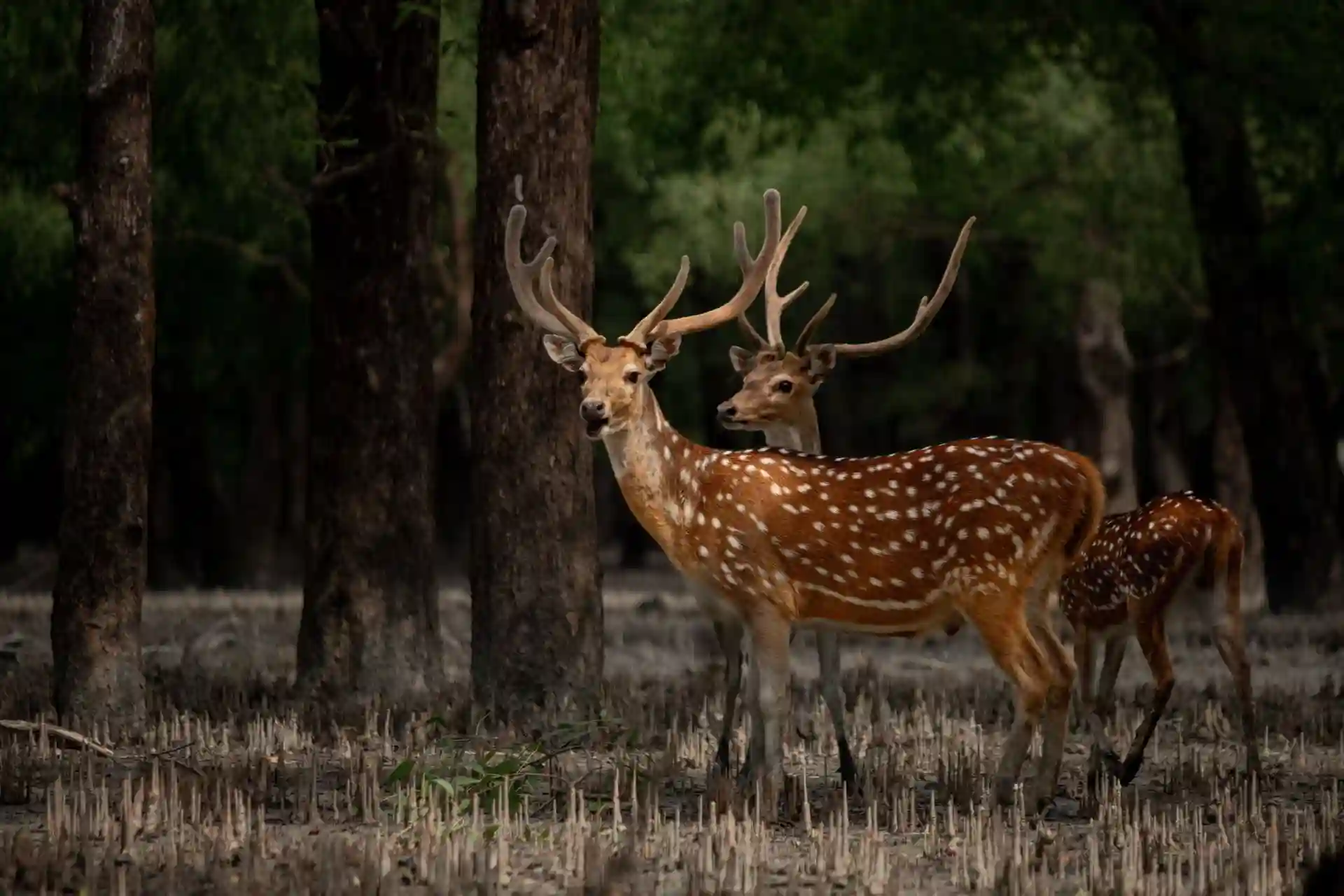 Spotted deer in Sundarban forest during hilsa festival tour