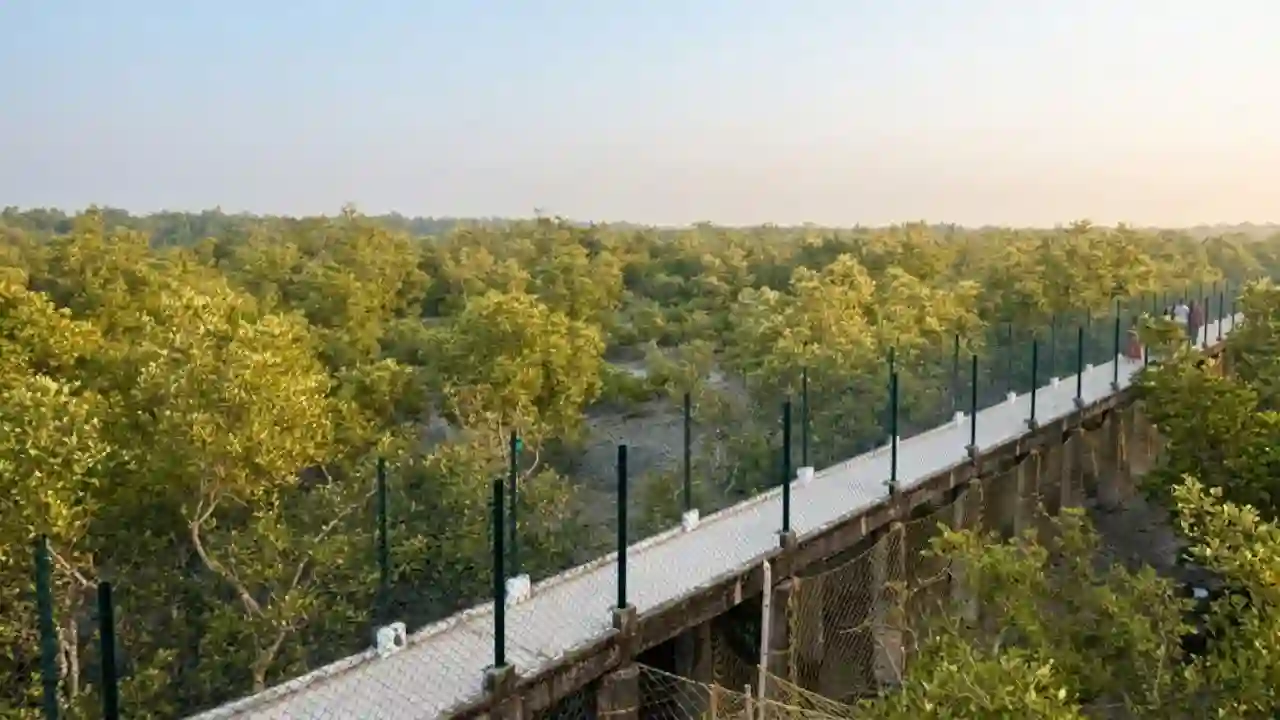 Dobanki Canopy Walk elevated forest walkway during sundarban tour 2 night 3 days​