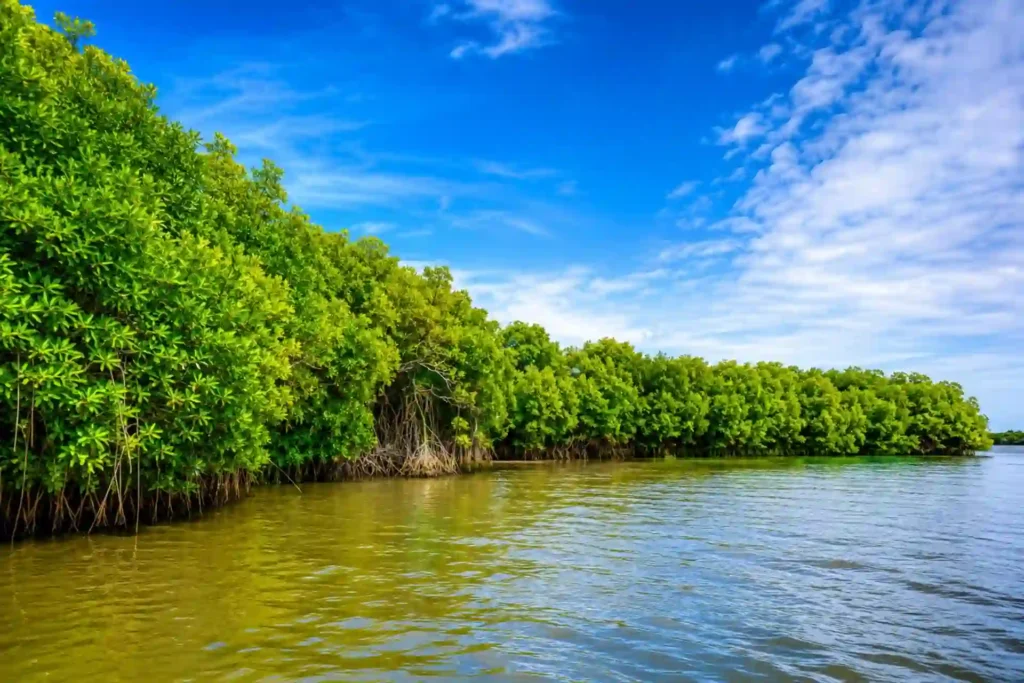 Sundarban mangrove forest and river view during Sundarban Tour 2 Night 3 Days safari