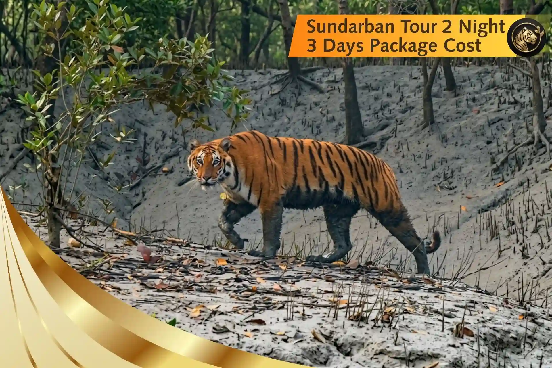 Royal Bengal Tiger walking in the Sundarbans mangrove forest during a Sundarban Tour 2 Night 3 Days luxury wildlife safari presenting sundarban tour 2 night 3 days package cost post