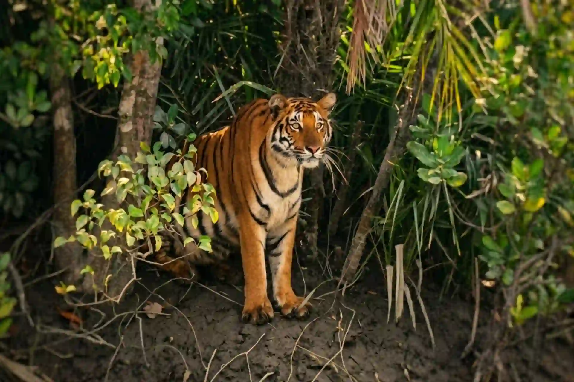 Royal Bengal Tiger sitting beside a river during a Sundarban Tour 2 Night 3 Days wildlife safari in the Sundarbans mangrove forest