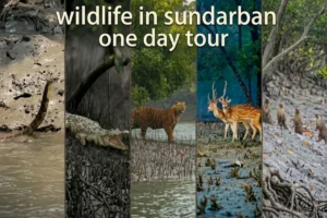 Wildlife in Sundarban one day tour featuring tiger crocodile deer birds and other animals