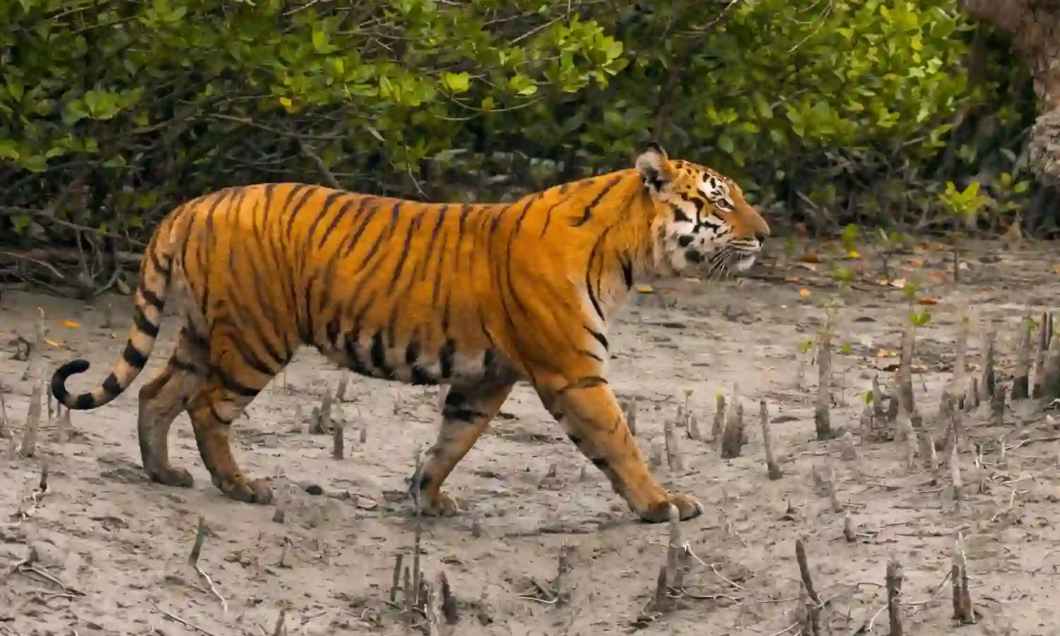 Royal Bengal Tiger Walking in Sundarban Forest Royal Bengal Tiger walking through Sundarban mangrove forest in wildlife safari.